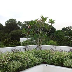 Swiss Club Park (D11), Detached #520127581